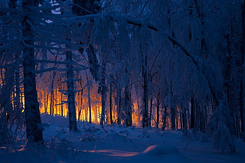 winter morning, winter, morning, snow, sun, forest HD wallpaper
