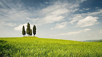 Grass trees field, Cloudy sky, Natural scenery, Captivating HD wallpaper