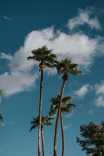 Nature, Trees, Sky, Clouds, Palms HD phone wallpaper