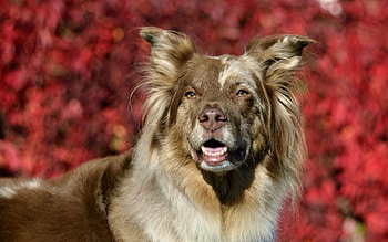 Animals, Dog, Muzzle, Sight, Opinion, Open Mouth HD wallpaper