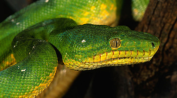 Python's majesty, Serpent's slither, Snake in , Reptilian charm HD wallpaper
