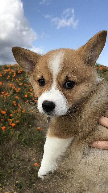 Cute Dog, Puppy HD phone wallpaper