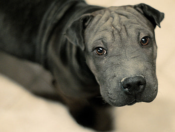 Animals, Dark, Dog, Muzzle, Sight, Opinion HD wallpaper
