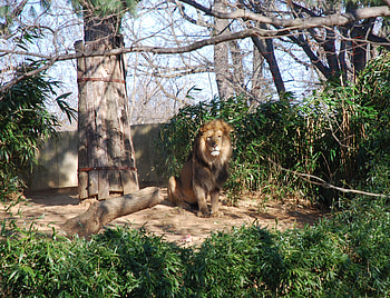 Leo the Lion, trees, cat, lion, animals HD wallpaper