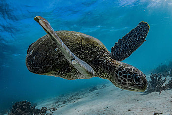 Ningaloo Reef, sea, reef, turtle, ningaloo HD wallpaper