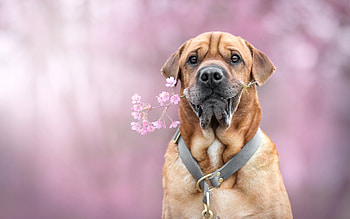 For you!, caine, flower, dog, animal, pink, cute, pet HD wallpaper