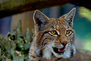 Animals, Iris, Predator, Big Cat, Fangs HD wallpaper