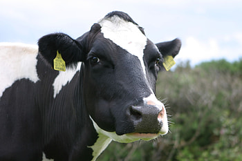 Animal makeup inspiration, Creative cow art, Unique animal portrait, Makeup and animal fusion HD wallpaper