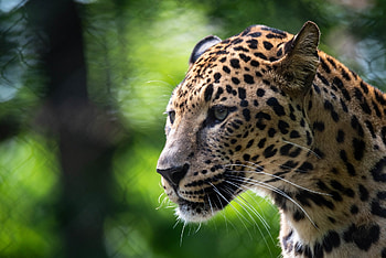 Leopard, animal, kitty, spots HD wallpaper