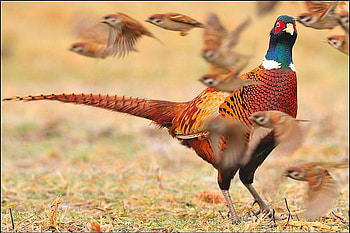 Amazing Bird, beautiful, amazing, bird HD wallpaper