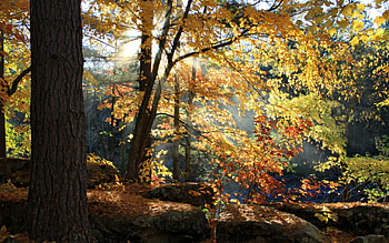 Beautiful View, trees, view, autumn, sky, beautiful, nature, forest, sunset HD wallpaper