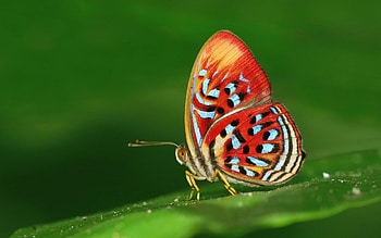 Butterfly, wings, green, red, orange, insect HD wallpaper