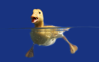Animals, Ducks HD wallpaper