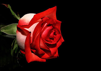 Red rose, nature, flowers, roses, red HD wallpaper