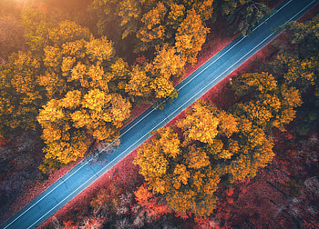 Autumn Road, autumn, Road, nature, forest HD wallpaper