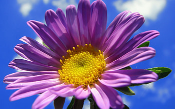 Purple gerbera, Sky , Beautiful flowers, Nature's spectacle HD wallpaper