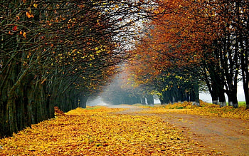 Landscape, Trees, Autumn HD wallpaper