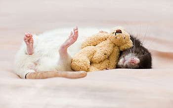 Animals, Toy, Sleep, Dream, Rodent, Rat HD wallpaper