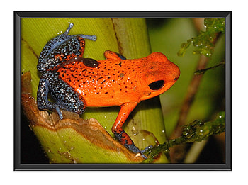 FRAMED FROGS, FROG, NATURE, FRAMED HD wallpaper