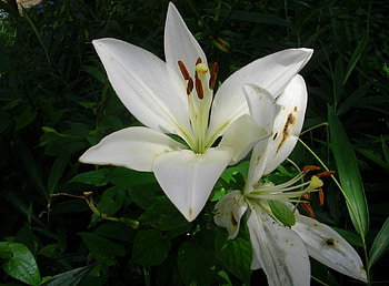 Flowers, Flower, Greens, Flower Bed, Flowerbed, Lily, Snow White HD wallpaper