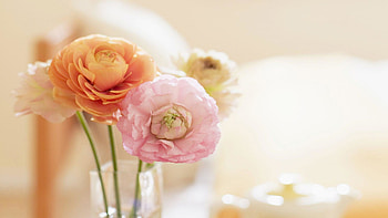 10. peony-flowers-10- HD wallpaper