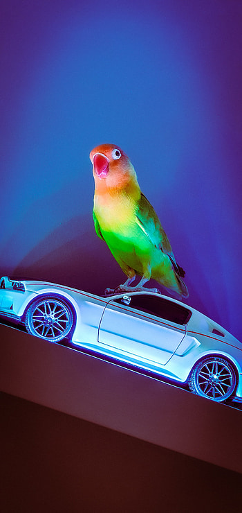 Karpuz The Love Birds, neon, catalog, dj, mustang, love bird, animation, , blue, cennet papagani, kuş, car, , bird, parakeet, party HD phone wallpaper
