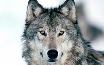 Animals, Wolfs HD wallpaper