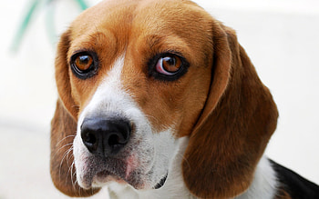 Beagle, Dog beagle guilty, and , mobile tablet HD wallpaper