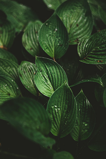 Leaves, Drops, Plant, Macro, Dew HD phone wallpaper
