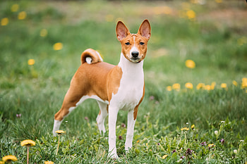 Basenji dog, Massachusetts, Missing since 2016, Owner reunion HD wallpaper