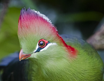 Turaco, pink, bird, tiraco, green, pasare HD wallpaper