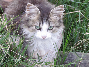 kitty portrait, white grey, kitty, portrait, garden, greeneyes, home HD wallpaper