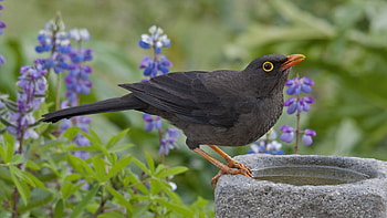 Common Blackbird, HQ , Beautiful bird species, Feathered creature HD wallpaper