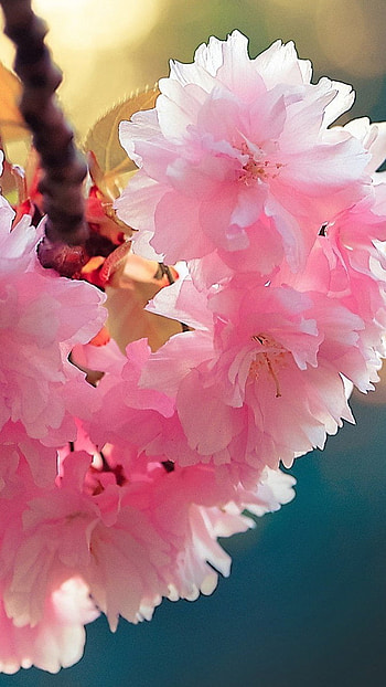 Spring Flowers, Spring, Love HD phone wallpaper