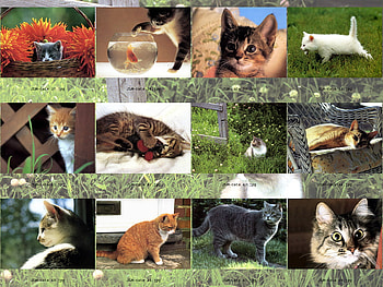 cat galery, animal, kitten, galery, cat, pet HD wallpaper