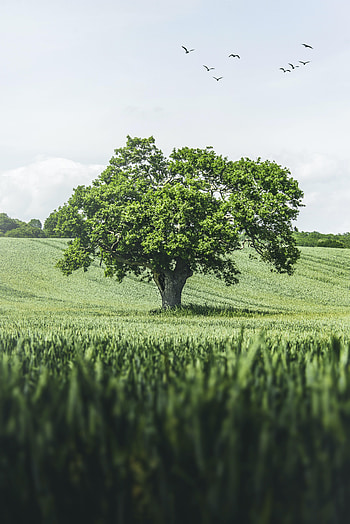Nature, Birds, Grass, Wood, Tree, Scope, Spaciousness HD phone wallpaper
