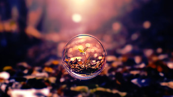 Bubble plant, plant, bubble, nature, graphy HD wallpaper