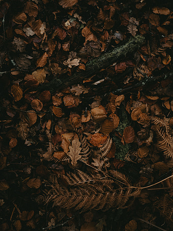 Nature, Autumn, Leaves, Dry HD phone wallpaper