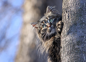Cat Hiding Behind Tree, cat, animals HD wallpaper