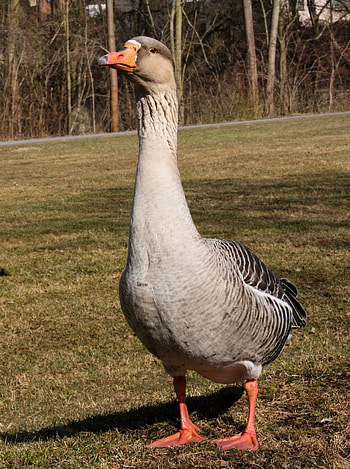 Greylag goose, Bird graphy, , High-quality HD phone wallpaper