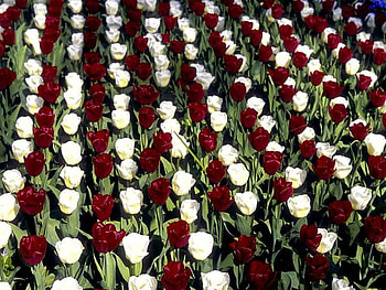 Right in a Row, white, tulips, red, flower HD wallpaper
