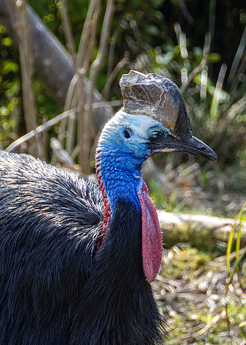 Stunning cassowary , High-quality stock , Visual excellence HD phone wallpaper