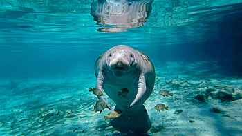 Manatee, animal, fish, water HD wallpaper