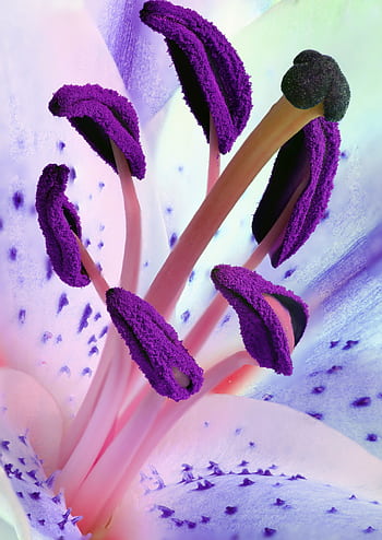 A detailed macro graph capturing the vivid purple stamen of a lily flower. HD phone wallpaper