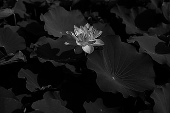 Flowers, Leaves, Lotus, Bloom, Flowering, Bw, Chb HD wallpaper