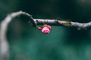 Pink, Macro, Branch, Buds, Spring HD wallpaper