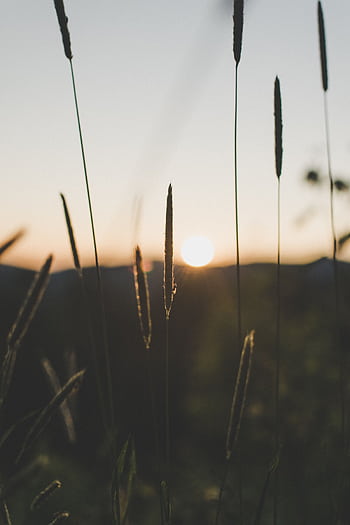 Tranquil morning scene of the sun rising behind tall grass, capturing a peaceful summer morning. HD phone wallpaper