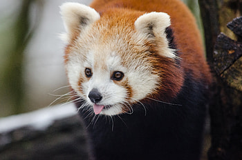 Animals, Protruding Tongue, Tongue Stuck Out, Little Panda, Small Panda, Fiery Panda HD wallpaper