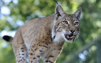 Animals, Iris, Grin, Muzzle, Predator HD wallpaper