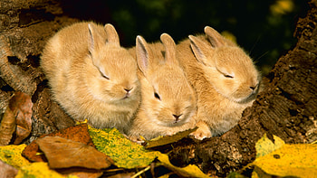 Animals, Rabbits HD wallpaper